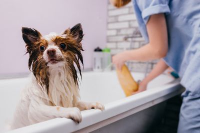 Pet Grooming and Pet Sitting Insurance in Parker, CO by The Storie Insurance Agency