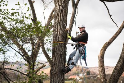 Tree Trimming Insurance in Parker, CO by The Storie Insurance Agency